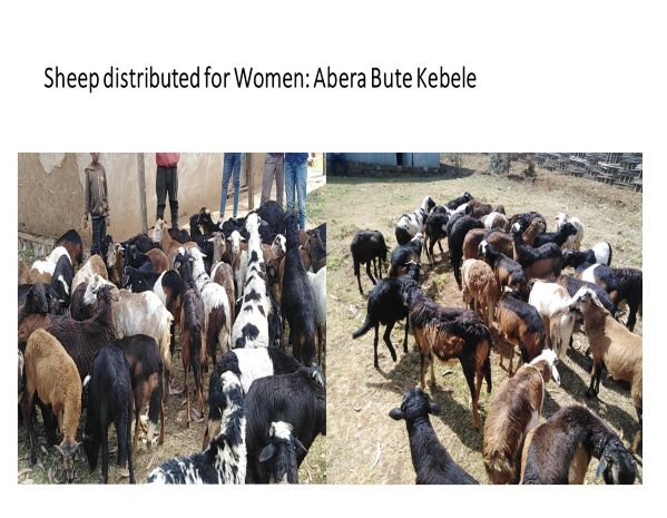 Sheep distributed for Women-Abera Bute Kebele